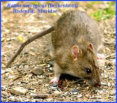 Attēlu rezultāti vaicājumam “Rattus norvegicus”