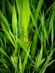 Attēlu rezultāti vaicājumam “Carex pallescens”
