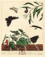 Attēlu rezultāti vaicājumam “Abraxas grossulariata pupa”