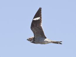 Image result for Chordeiles minor