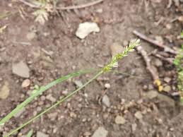 Attēlu rezultāti vaicājumam “Carex loliacea”