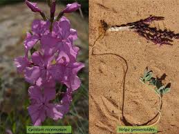 Attēlu rezultāti vaicājumam “Orobanchaceae”