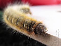 Attēlu rezultāti vaicājumam “Lasiocampa quercus imago”