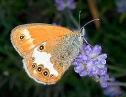 Attēlu rezultāti vaicājumam “Coenonympha arcania underside”