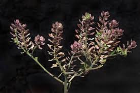 Attēlu rezultāti vaicājumam “Lepidium densiflorum”