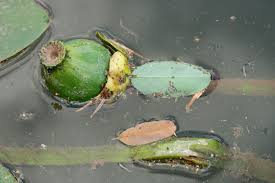 Attēlu rezultāti vaicājumam “Nuphar lutea fruit”