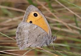 Attēlu rezultāti vaicājumam “Hyponephele lycaon male”