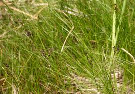 Attēlu rezultāti vaicājumam “Juncus compressus fruit”