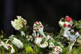 Attēlu rezultāti vaicājumam “Cladonia coccifera”