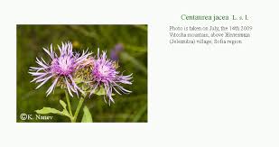 Attēlu rezultāti vaicājumam “Centaurea jacea fruit”