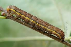 Attēlu rezultāti vaicājumam “Lacanobia suasa”