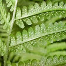 Attēlu rezultāti vaicājumam “Dryopteris”