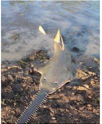 Image result for Pristis pristis