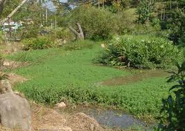 「粉綠狐尾藻」的圖片搜尋結果