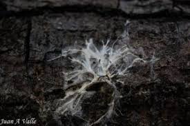 Attēlu rezultāti vaicājumam “Corticium roseum”