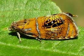 Attēlu rezultāti vaicājumam “Olethreutes arcuella”