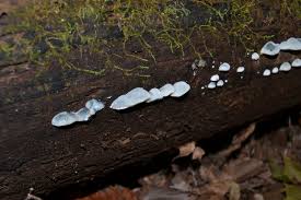 Attēlu rezultāti vaicājumam “Postia caesia”