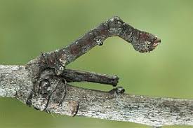 Attēlu rezultāti vaicājumam “Hypomecis roboraria”