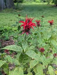 Image result for Monarda didyma