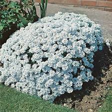 Image result for Schleifenblume