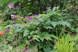 Image result for Geranium `Sandrine`