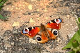 Attēlu rezultāti vaicājumam “Inachis io”