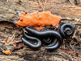 Attēlu rezultāti vaicājumam “Dictydiaethalium plumbeum spores”