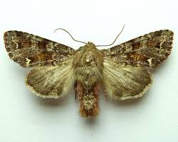 Attēlu rezultāti vaicājumam “Ceramica pisi”