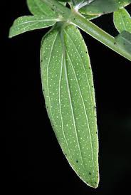 Attēlu rezultāti vaicājumam “Hypericum perforatum leaf”