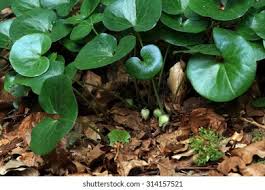 Attēlu rezultāti vaicājumam “Asarum europaeum flower”