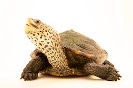 Image result for Malaclemys terrapin