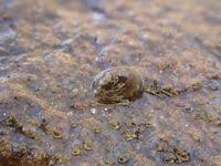 Attēlu rezultāti vaicājumam “Ancylus fluviatilis”