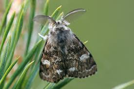 Attēlu rezultāti vaicājumam “Gynaephora selenitica”