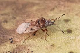 Attēlu rezultāti vaicājumam “Kleidocerys resedae imago”