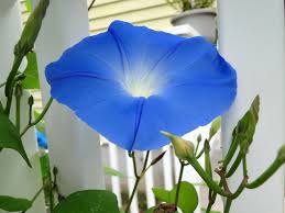 Image result for Ipomoea Heavenly Blue