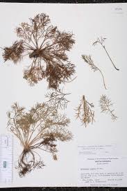 Image result for Artemisia caudata