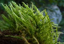 Attēlu rezultāti vaicājumam “Sanionia uncinata”