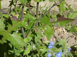 Attēlu rezultāti vaicājumam “Mycelis muralis leaf”