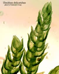 Attēlu rezultāti vaicājumam “Thuidium recognitum”