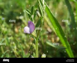 Attēlu rezultāti vaicājumam “Vicia lathyroides leaf”