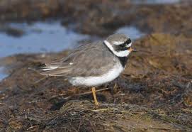 Attēlu rezultāti vaicājumam “Charadrius hiaticula adult”