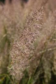 Attēlu rezultāti vaicājumam “Calamagrostis purpurea flower”
