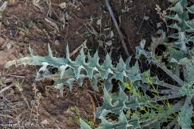 Attēlu rezultāti vaicājumam “Cirsium x rigens”