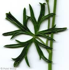 Attēlu rezultāti vaicājumam “Ranunculus acris leaf”