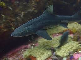 Image result for Triakis megalopterus