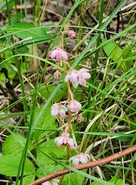 Attēlu rezultāti vaicājumam “Pyrola minor flower”