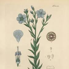 Attēlu rezultāti vaicājumam “Linum usitatissimum leaf”