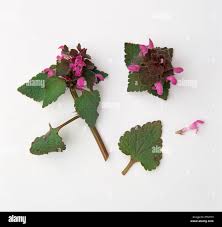 Attēlu rezultāti vaicājumam “Lamium purpureum leaf”