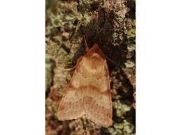 Attēlu rezultāti vaicājumam “Agrochola helvola imago”