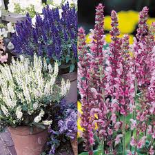 Attēlu rezultāti vaicājumam “Salvia nemorosa fruit”